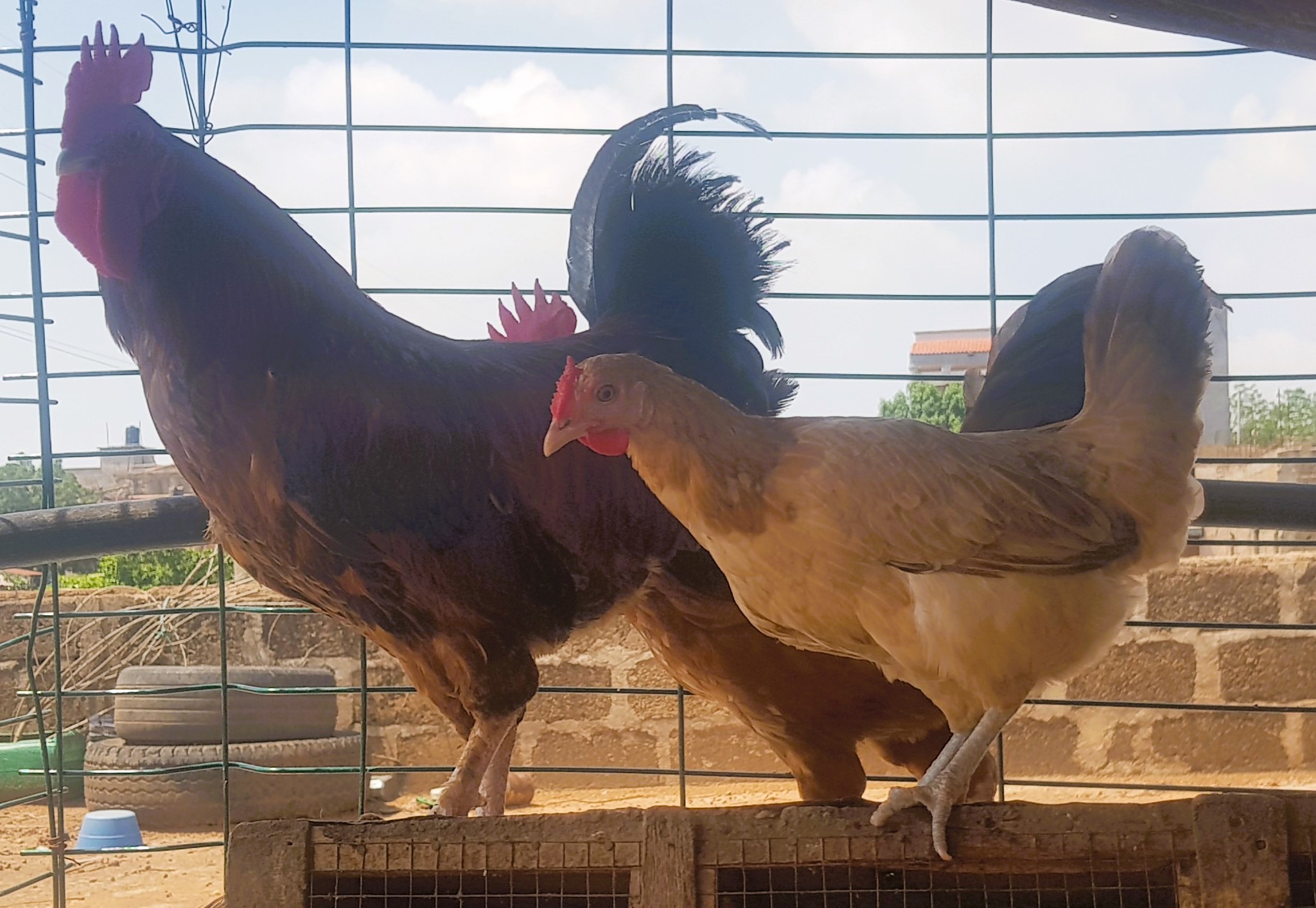 betail,volaille,pigeons,bovins,caprin